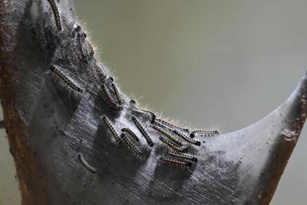 2025-04306861 Broad Meadow Brook, MA.JPG - Tentworms. Broad Meadow Brook Wildlife Sanctuary, MA, 4-30-2025